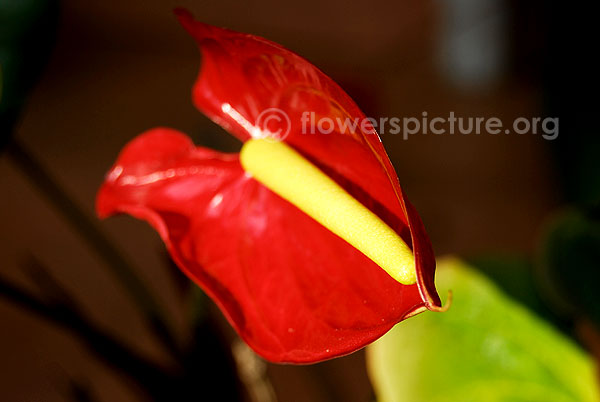 anthurium andraeanum red