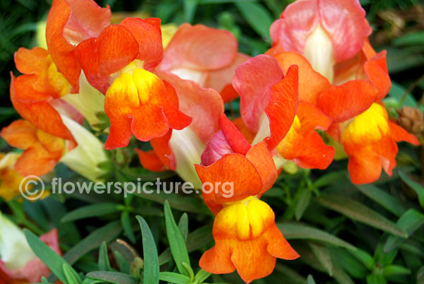 Antirrhinum majus