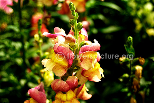 Antirrhinum Snap Dragon pink with Yellow