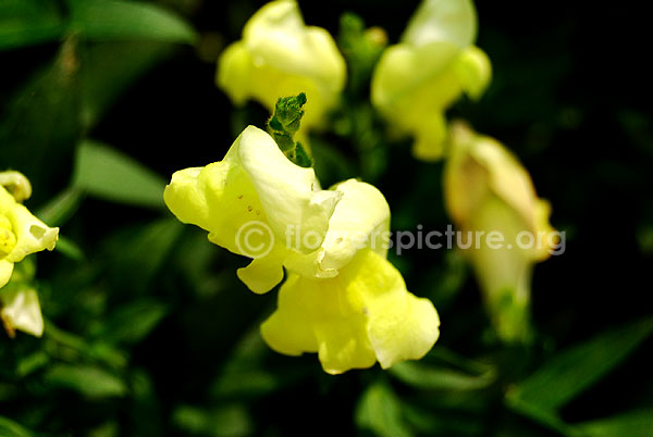 Antirrhinum Snap Dragon yellow