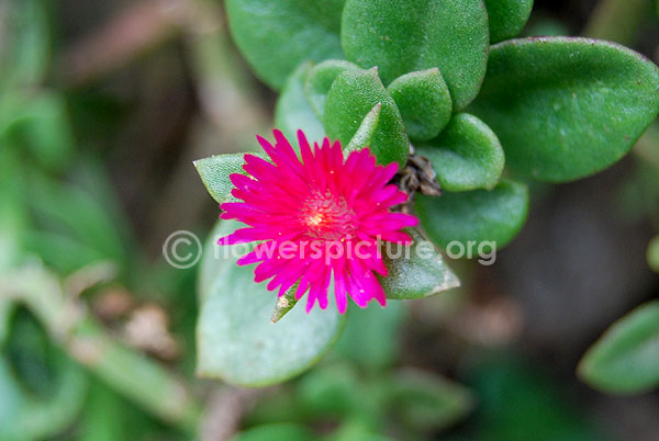 aptenia cordifolia