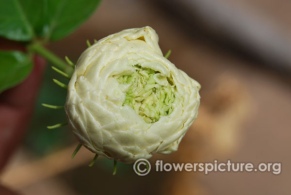 Arabian jasmine grand duke of tuscany