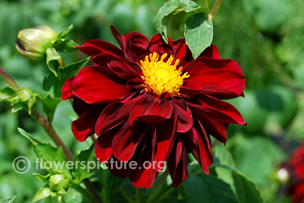 Arabian night dahlia