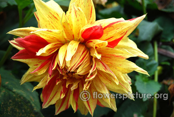 Arlequin decorative dahlia