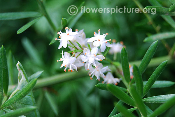 Asparagus fern