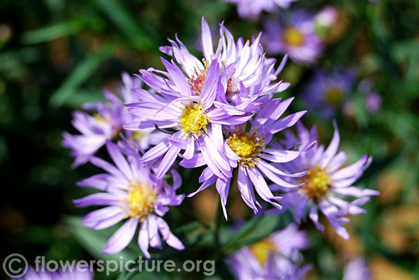 Aster thomsonii