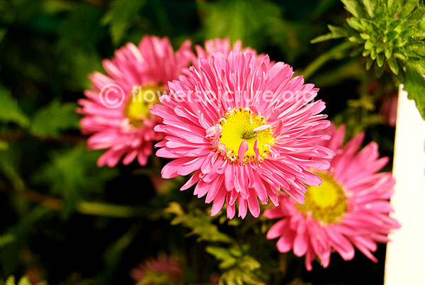 Aster Pink