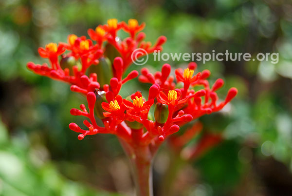 Australian bottle plant