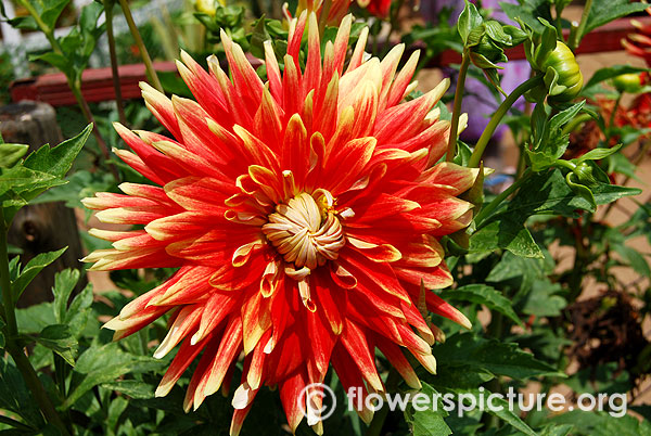 Autumn sunburst dahlia