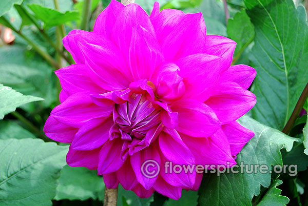 Balcombe purple dahlia