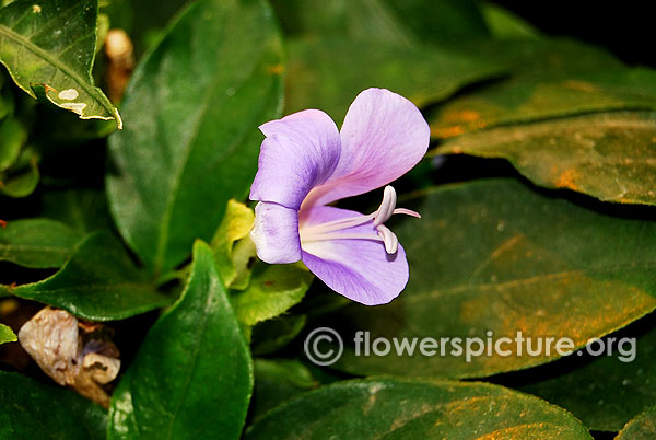 Barleria cristata