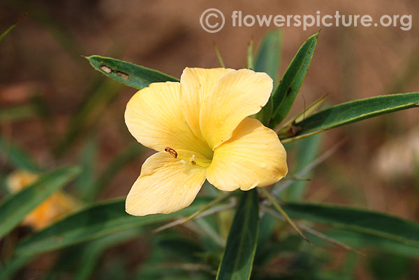 Barleria prionitis