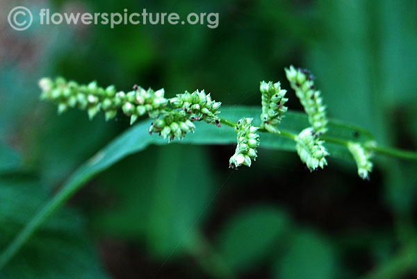 Barnyard grass