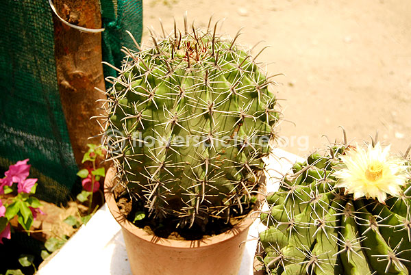 barrel cactus