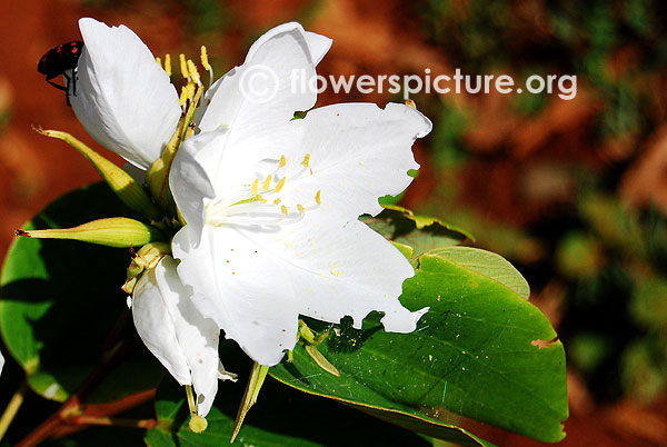 Bauhinia acuminata