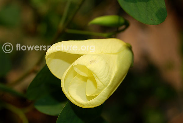 Bauhinia tomentosa flower Bulb