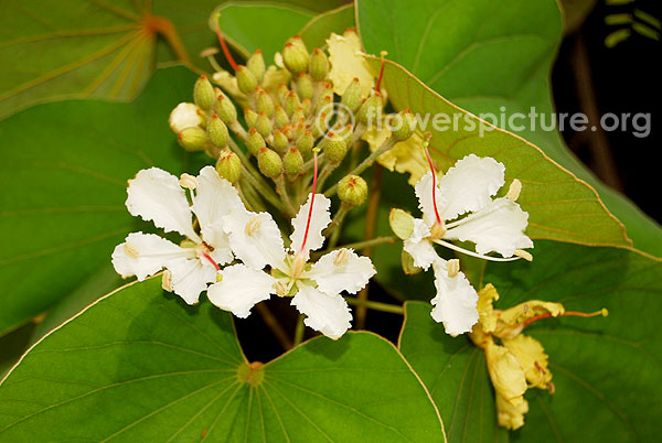 Bauhinia vahlii