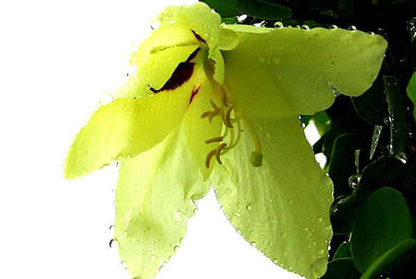 bauhinia tomentosa