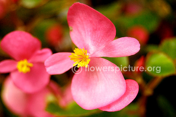 begonia pink