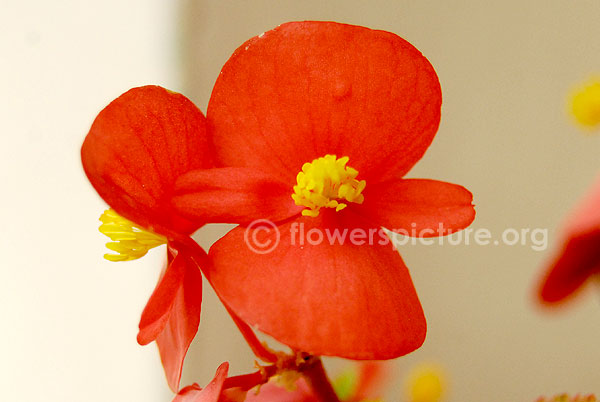 begonia red