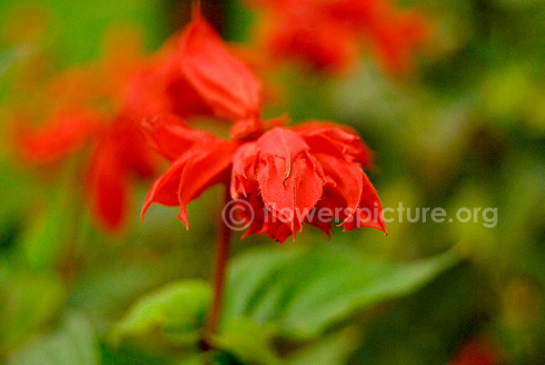 begonia red cascade