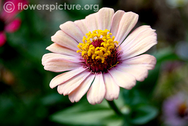 Beige zinnia