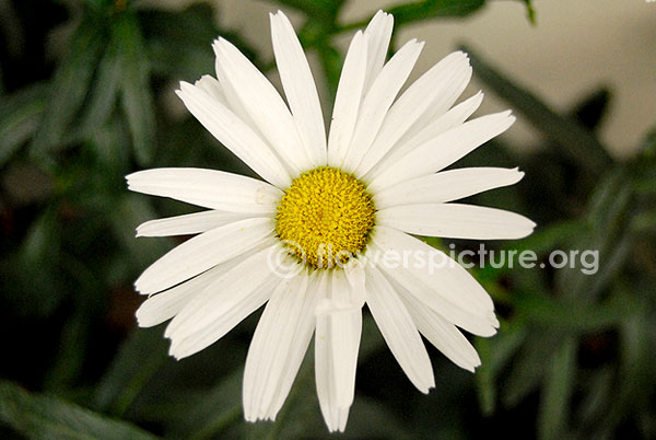 bellis perennis