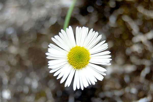 Bellis perennis white