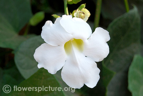 Bengal clock vine