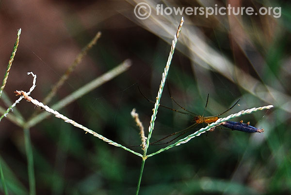 Bermuda grass