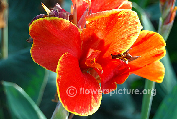 Bicolor canna