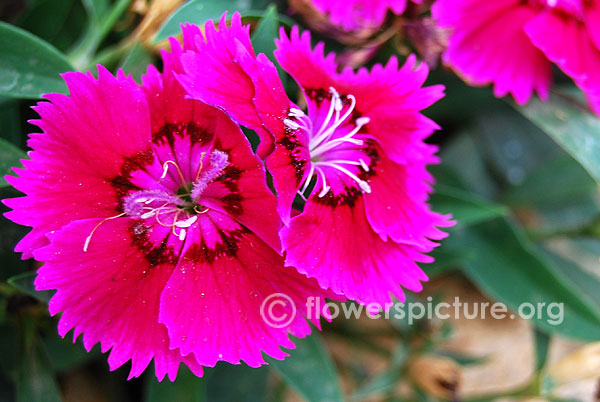 Bicolor dianthus