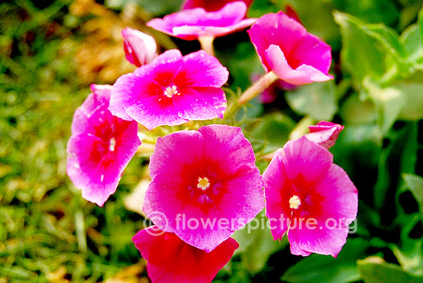 Bicolor garden phlox