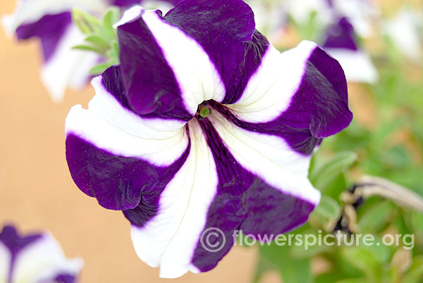 Bicolor petunia