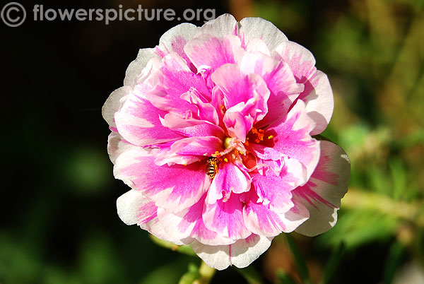 Bicolor portulaca grandiflora