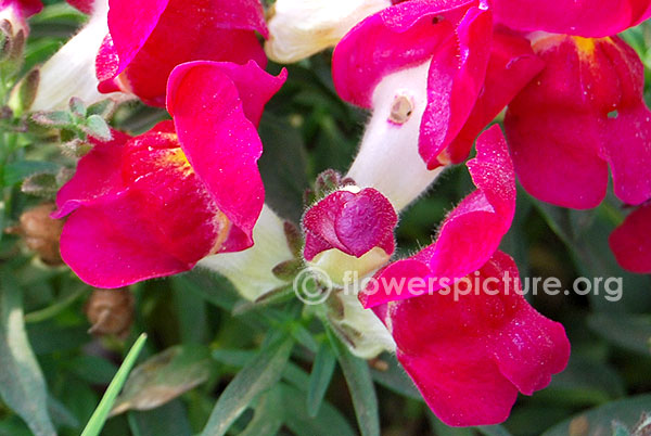 Bicolor snapdragon