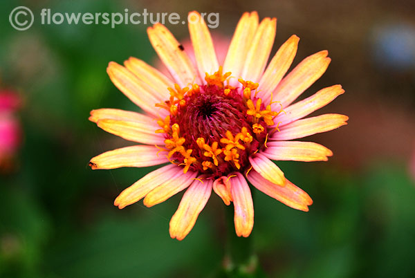 Bicolor zinnia pauciflora