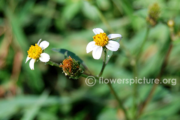 Bidens pilosa