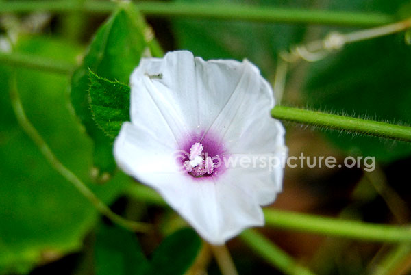 bindweed