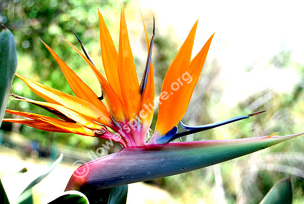 Bird of paradise flower