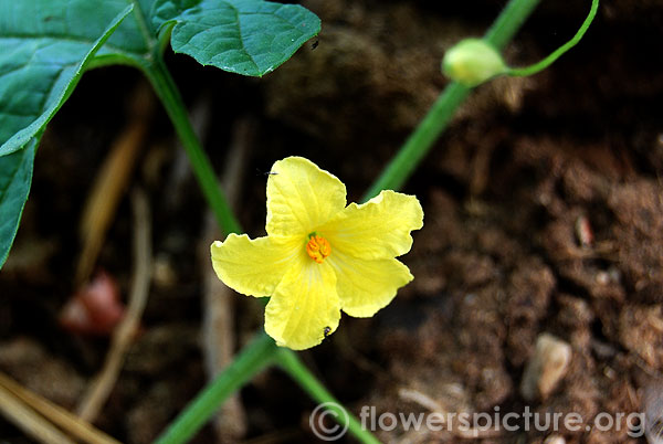 Bitter gourd