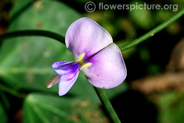 Black eyed pea flower