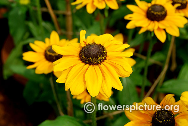 Black eyed susans