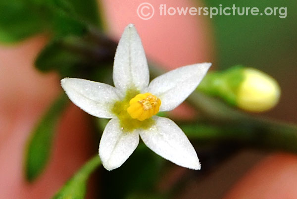 Black nightshade flower