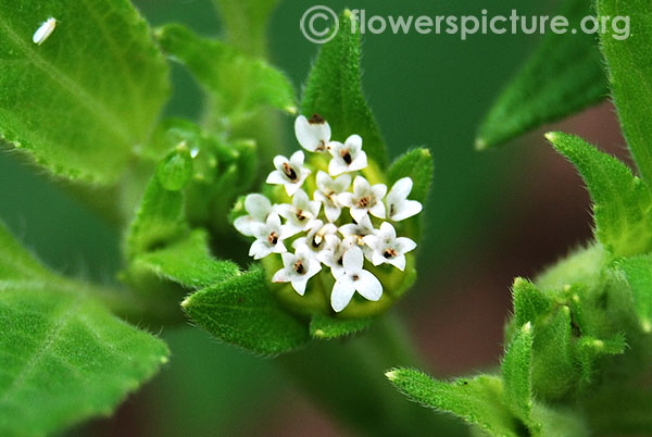 Blainvillea acmella