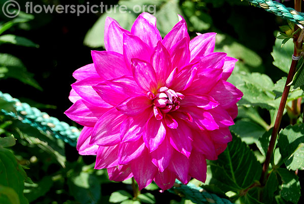 Blended beauty dahlia