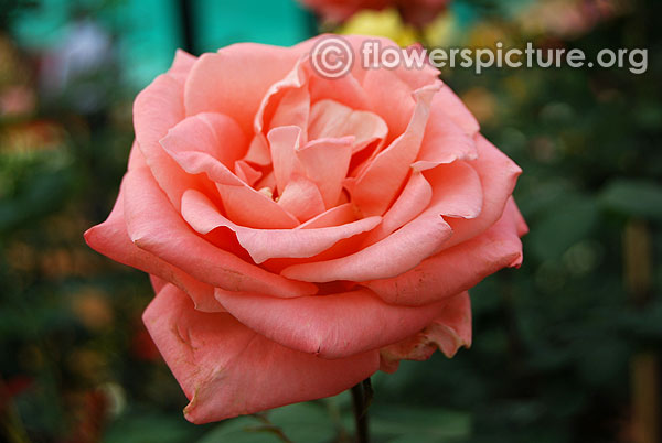 Blessings hybrid tea rose