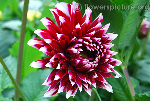 Blithe spirit dahlia