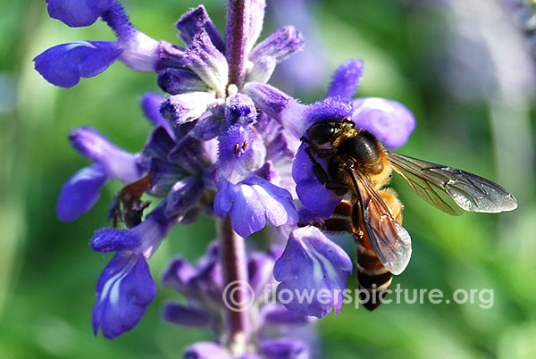 Blue Mealy Cup Sage