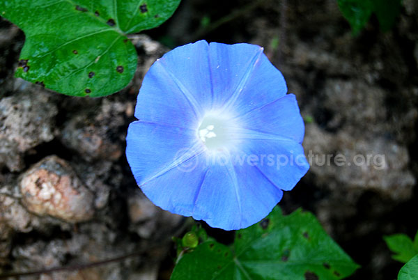 Blue morning glory